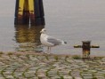 /album/stokholm/a11-jpg1/
